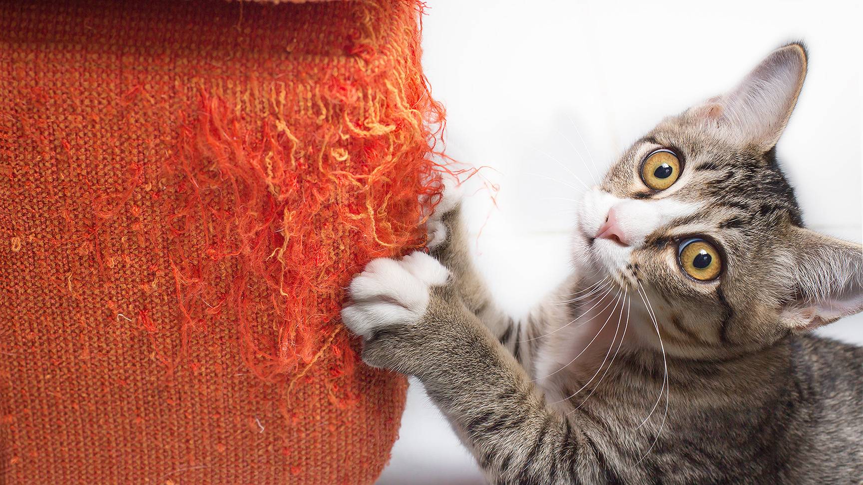 Katze Polster