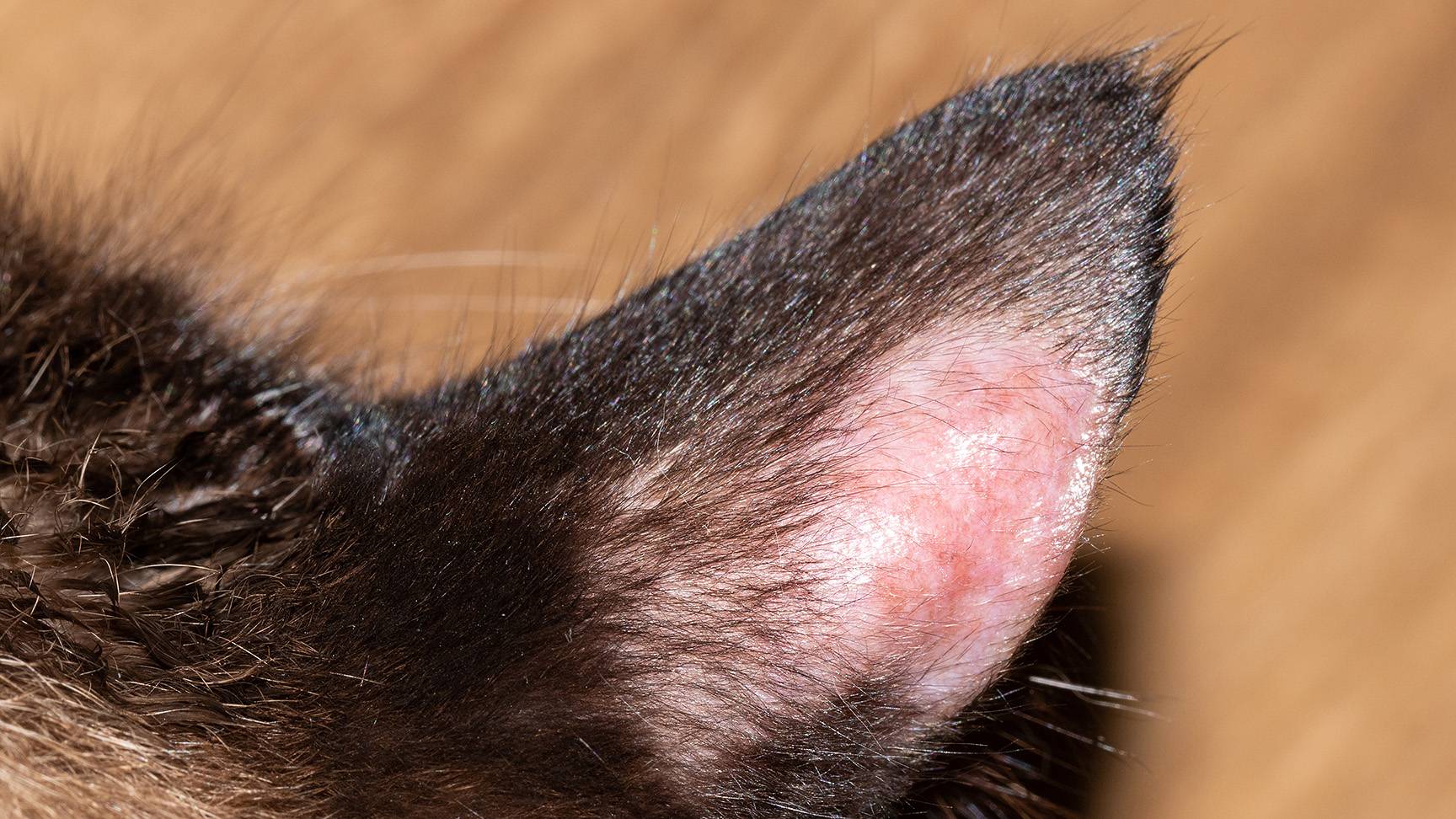Hautpilz am Ohr einer Katze