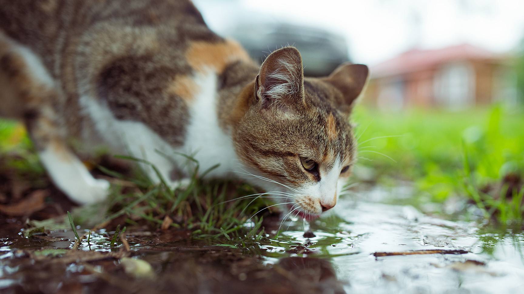 Katze trinkt aus Pfütze