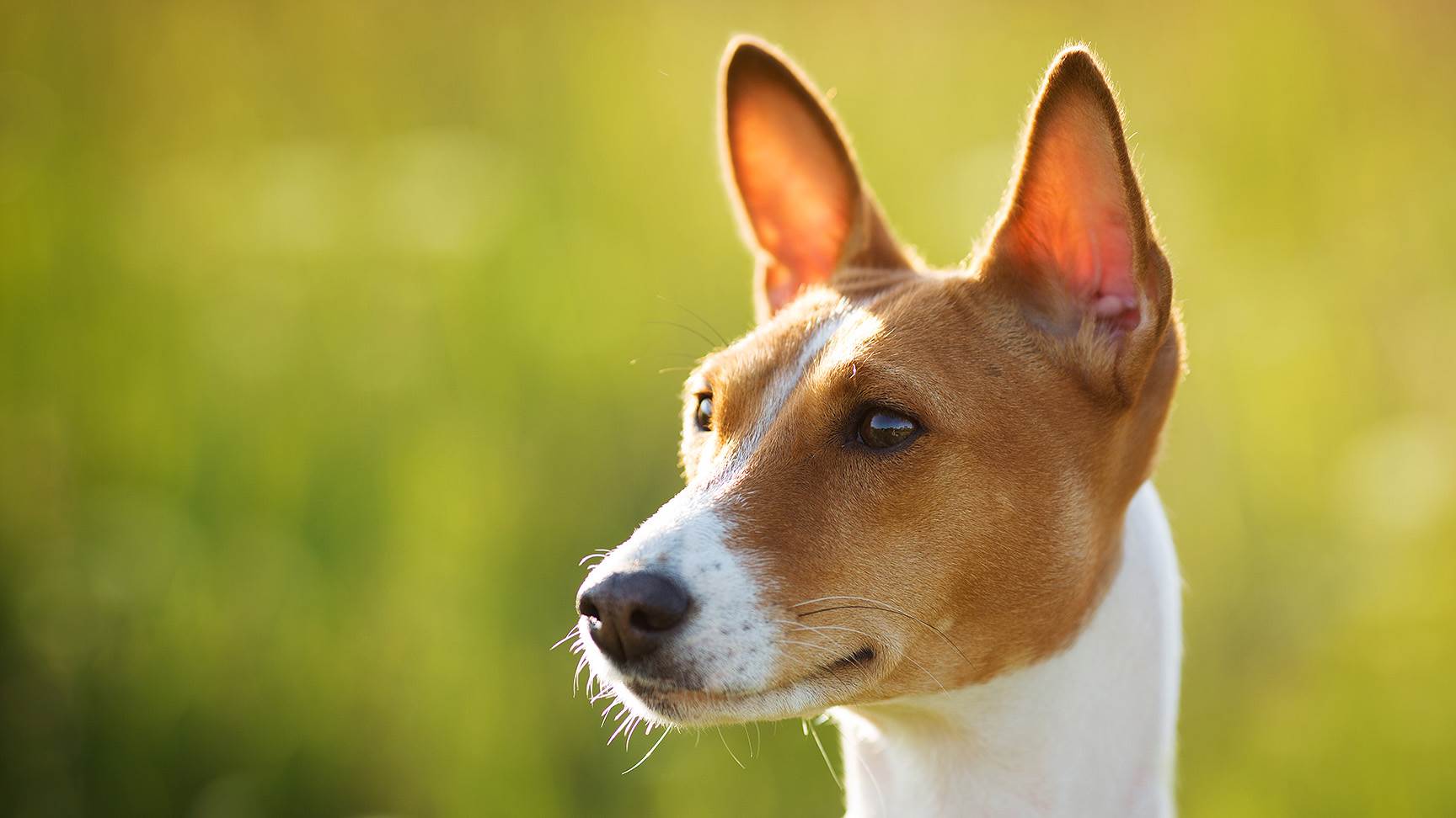 Ohren eines Hundes