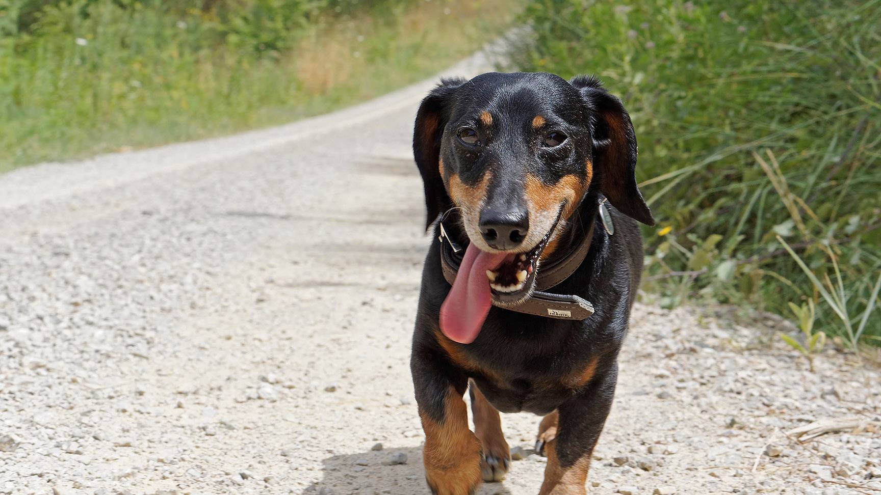 Heavy panting is one of the symptoms of Cushing's disease.