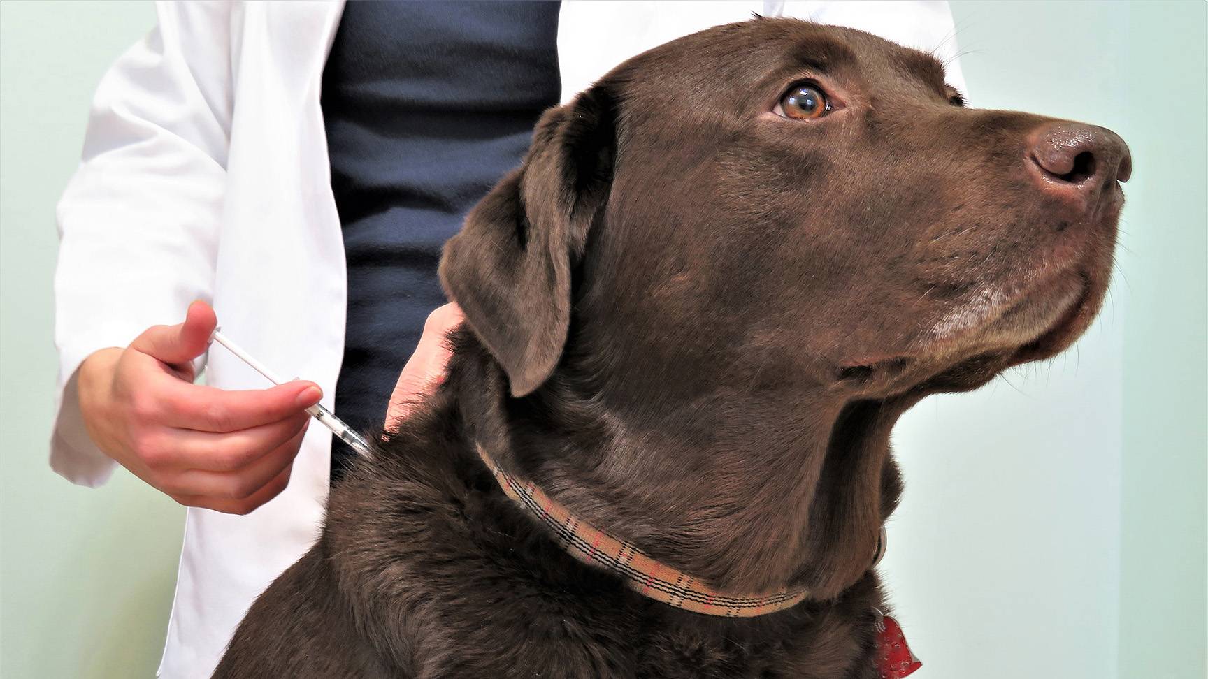 Hund mit Insulinspritze