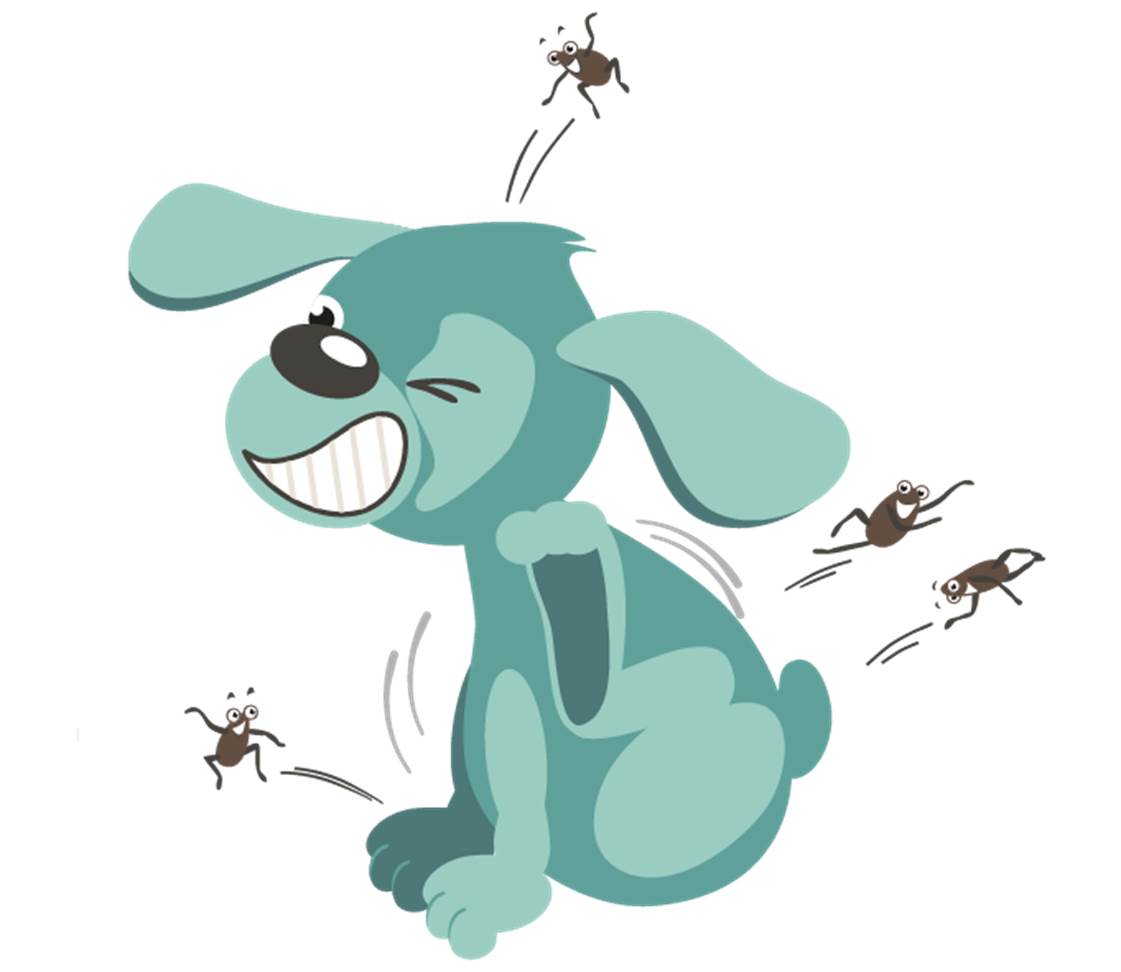 Oskar with fleas
