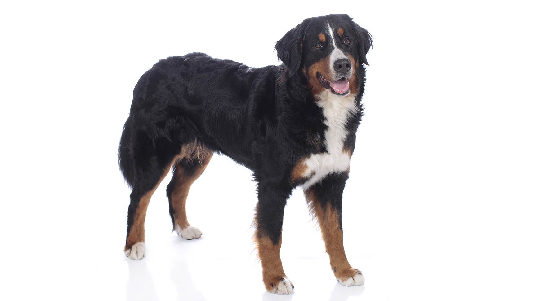 Berner Sennenhund