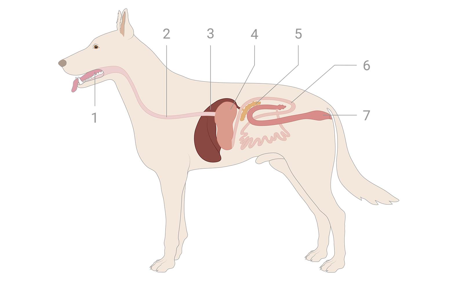 Diagram of the abdominal organs in dogs