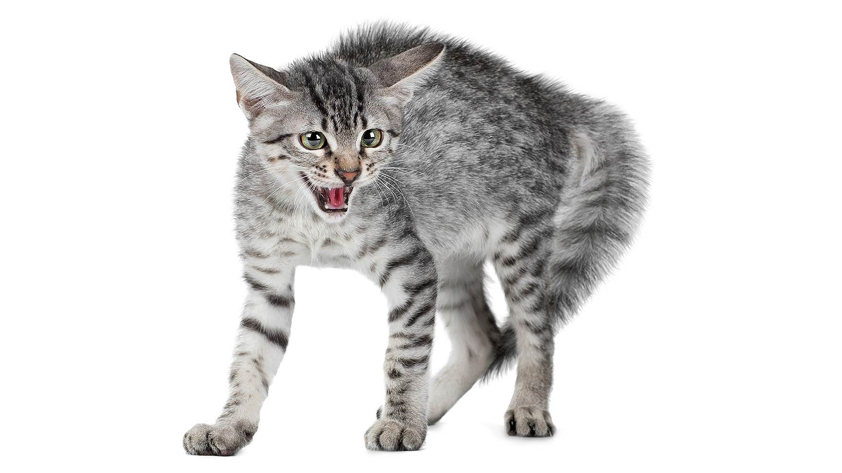 Hissing cat
