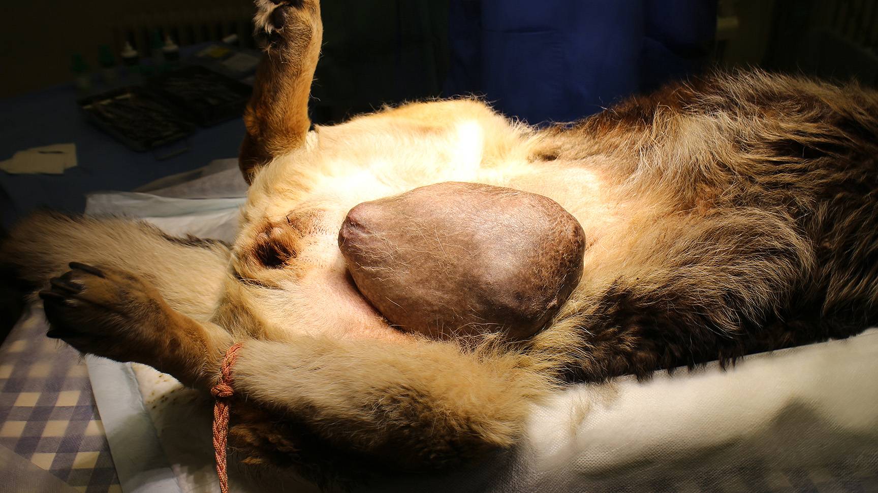 Hündin mit Mammatumor