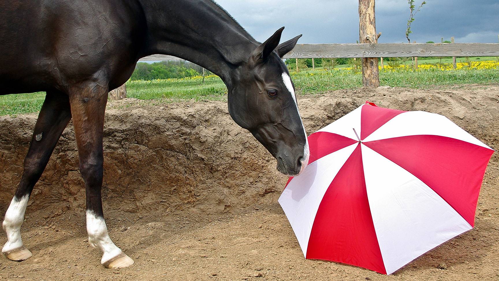 Pferd mit Regenschirm