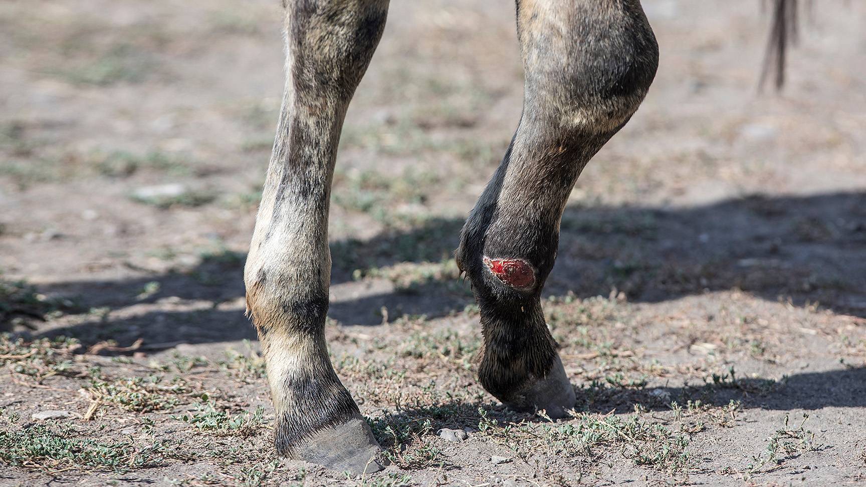 Verletztes Bein eines Pferdes