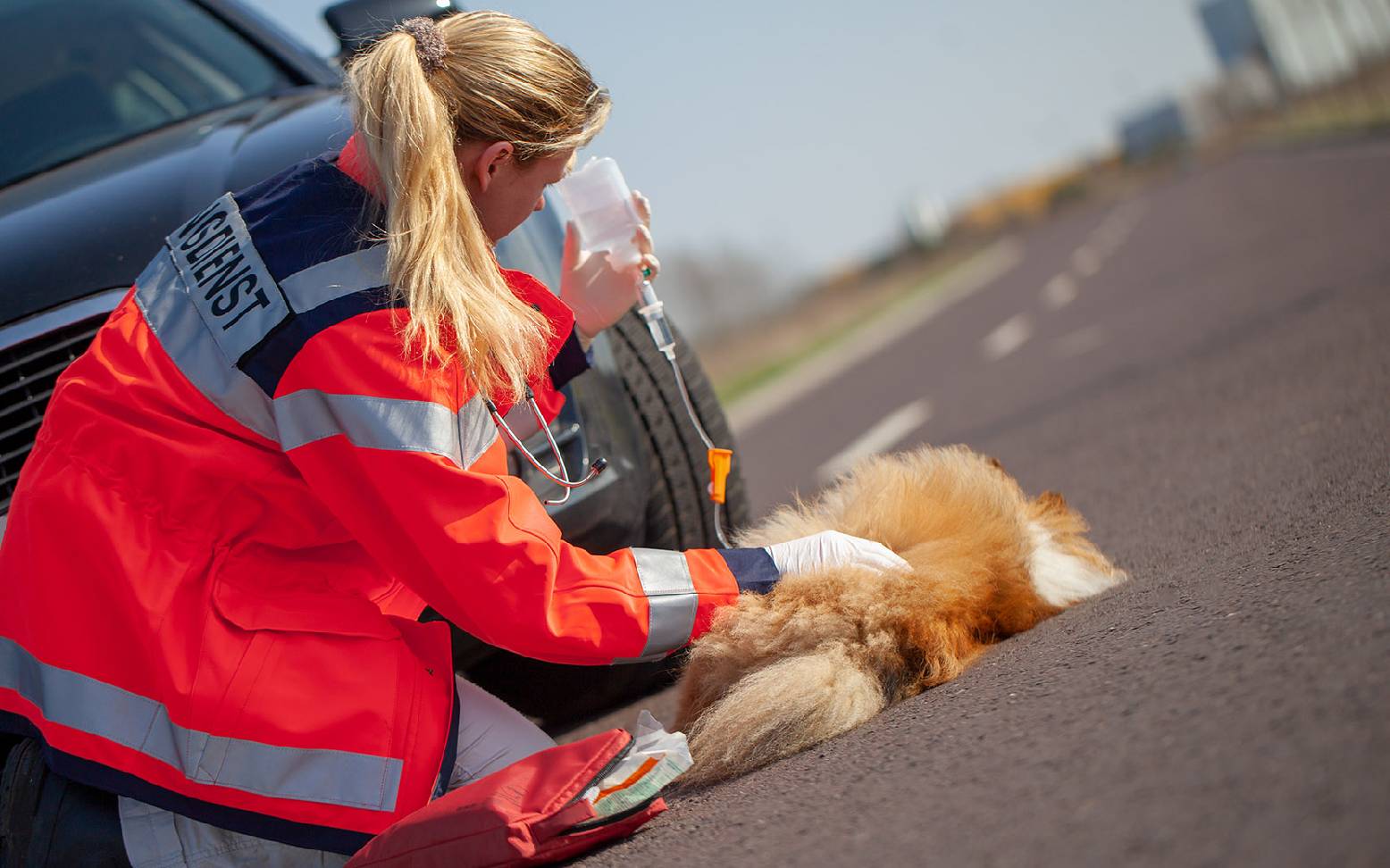 Infusion therapy for dogs