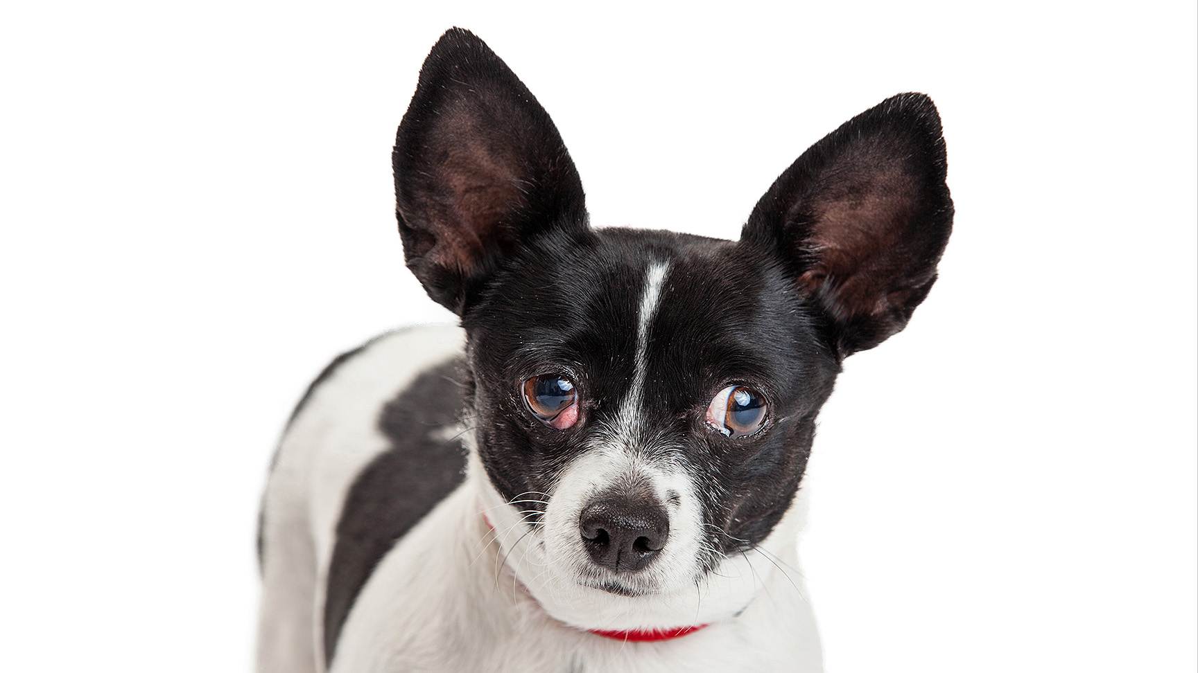 Brachycephalic dog with prolapsed nictitating membrane