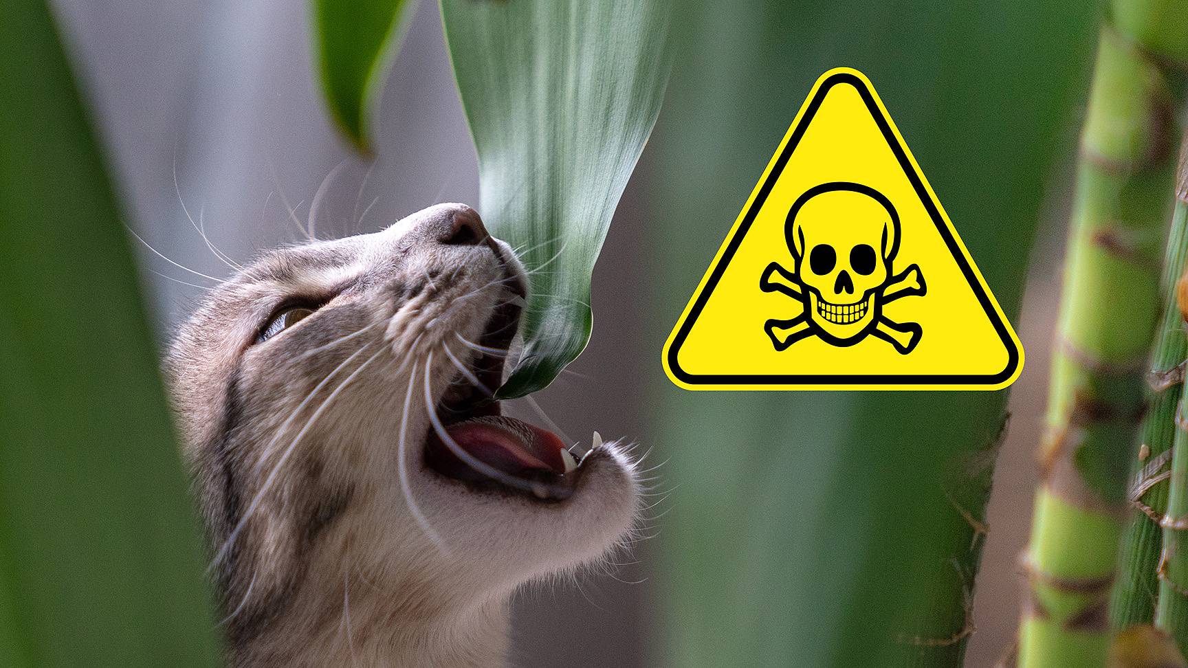 Cat Plant Poison Warning Sign