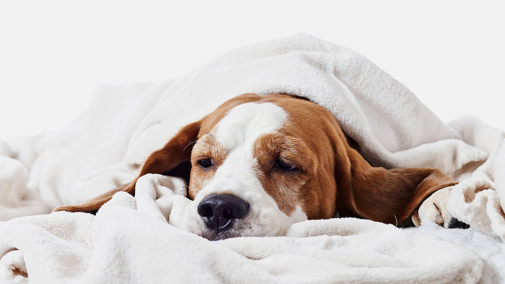 Hund unter Decke