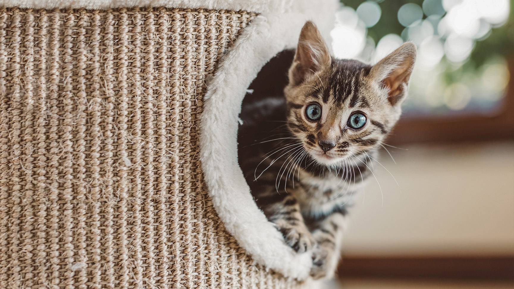 Kitten guckt aus Körbchen