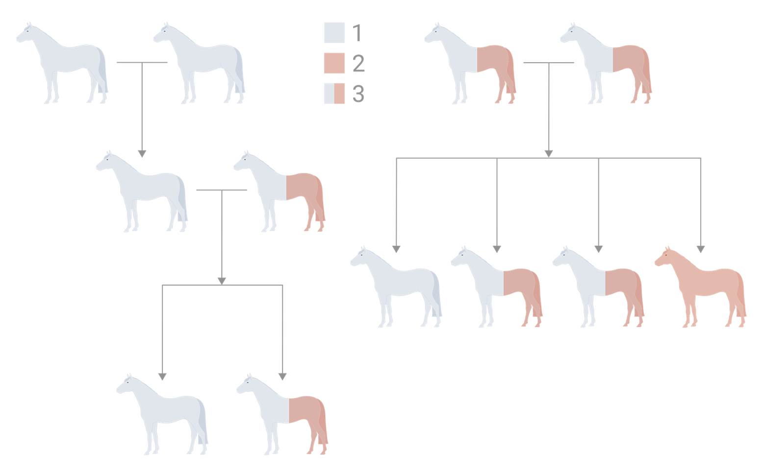 Schematic representation of WFFS gene defect inheritance in horses