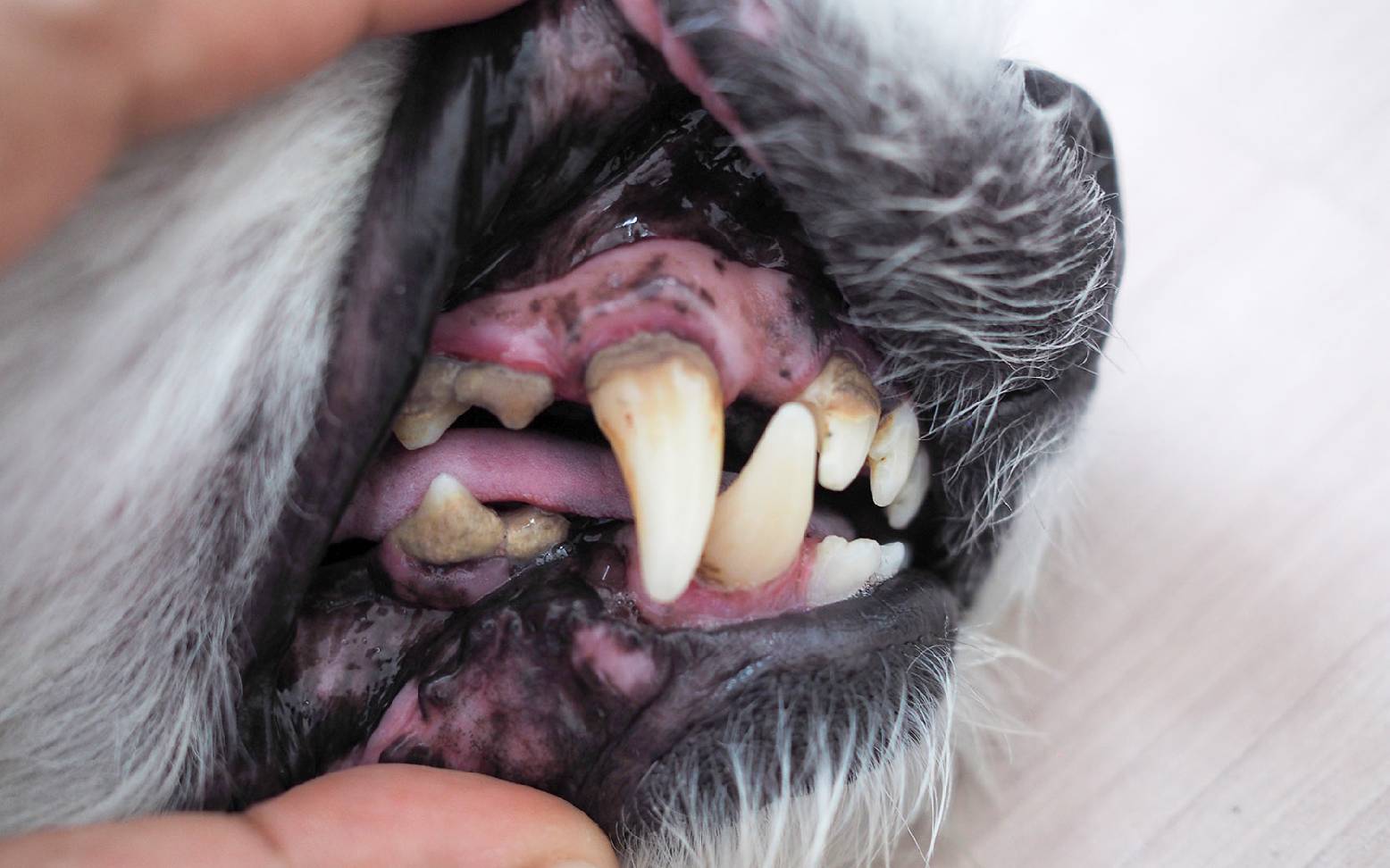 Hund mit Zahnstein