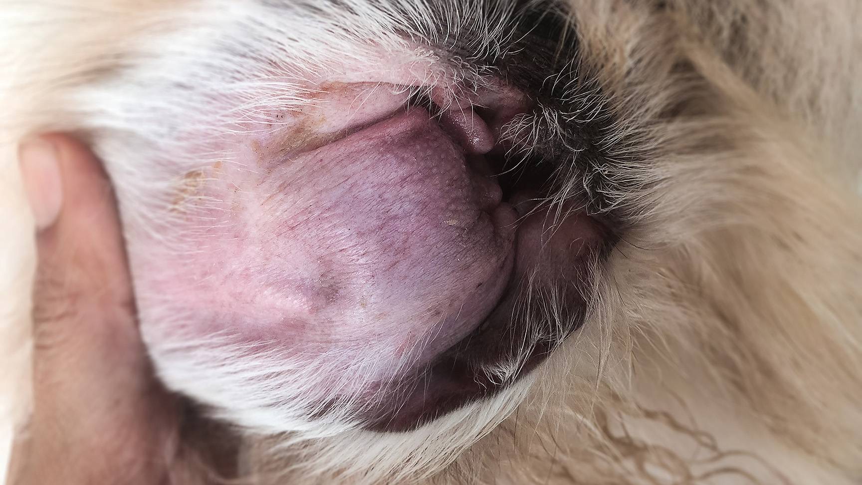 Blood ear in a dog