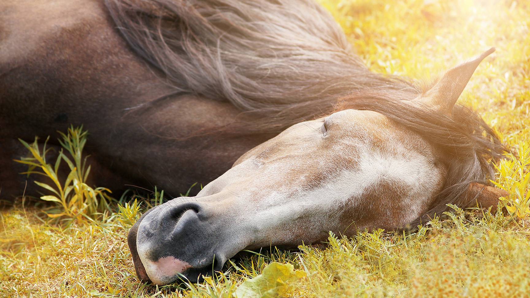 Sleeping horse