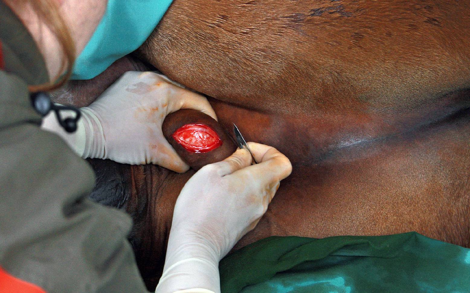 Castration of stallions