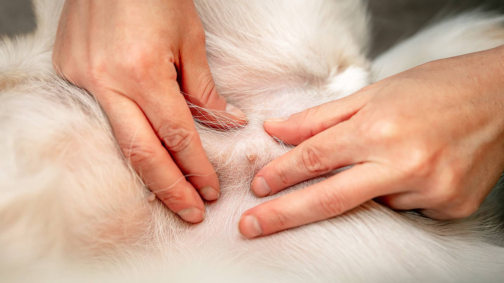 Growth in breast tissue in dogs