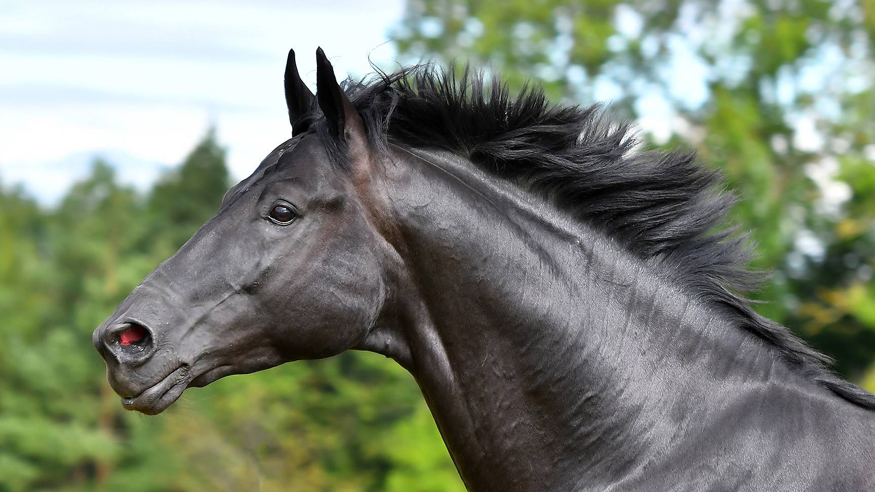 Horse with flared nostrils
