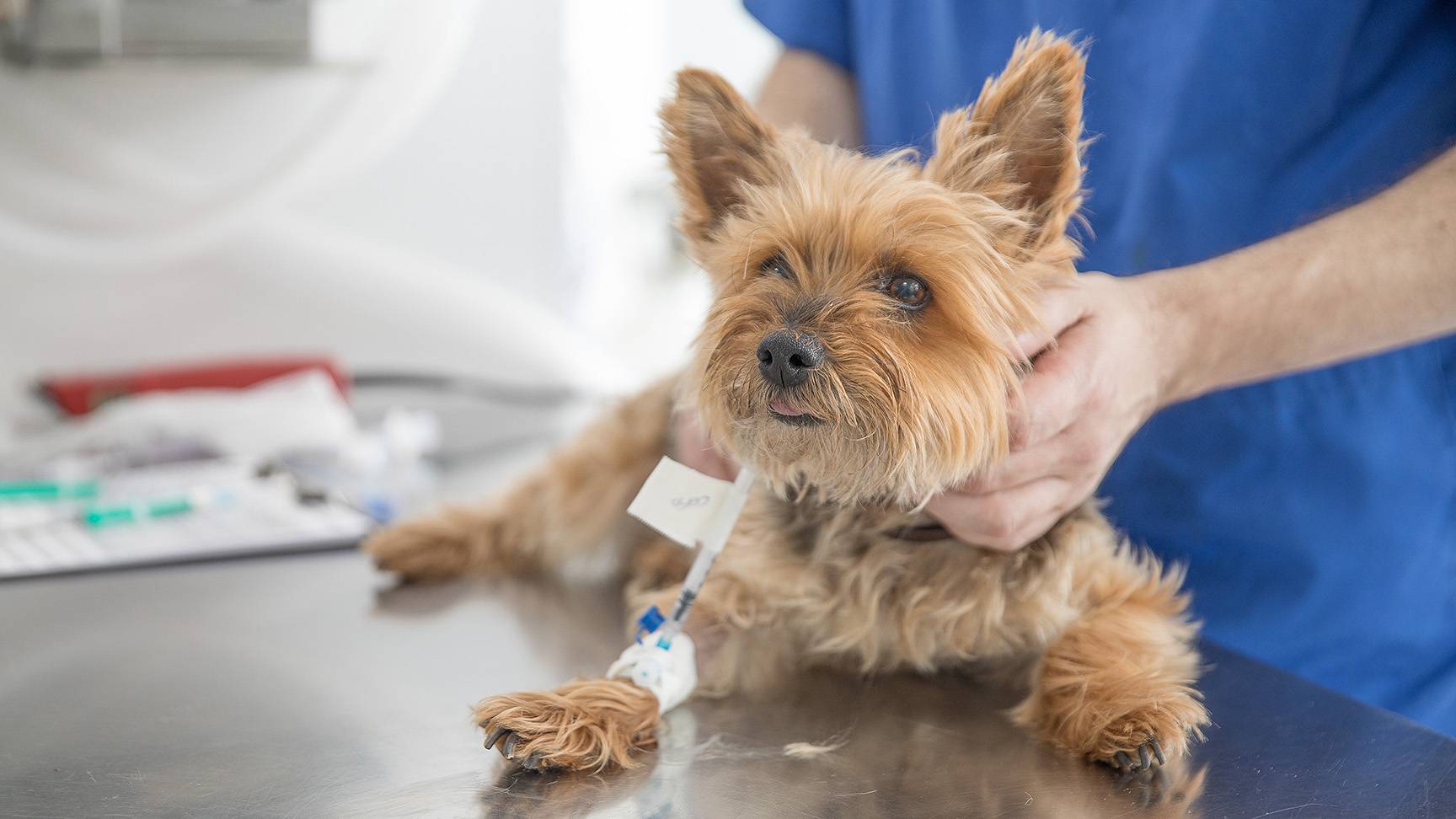 Dog at the vet