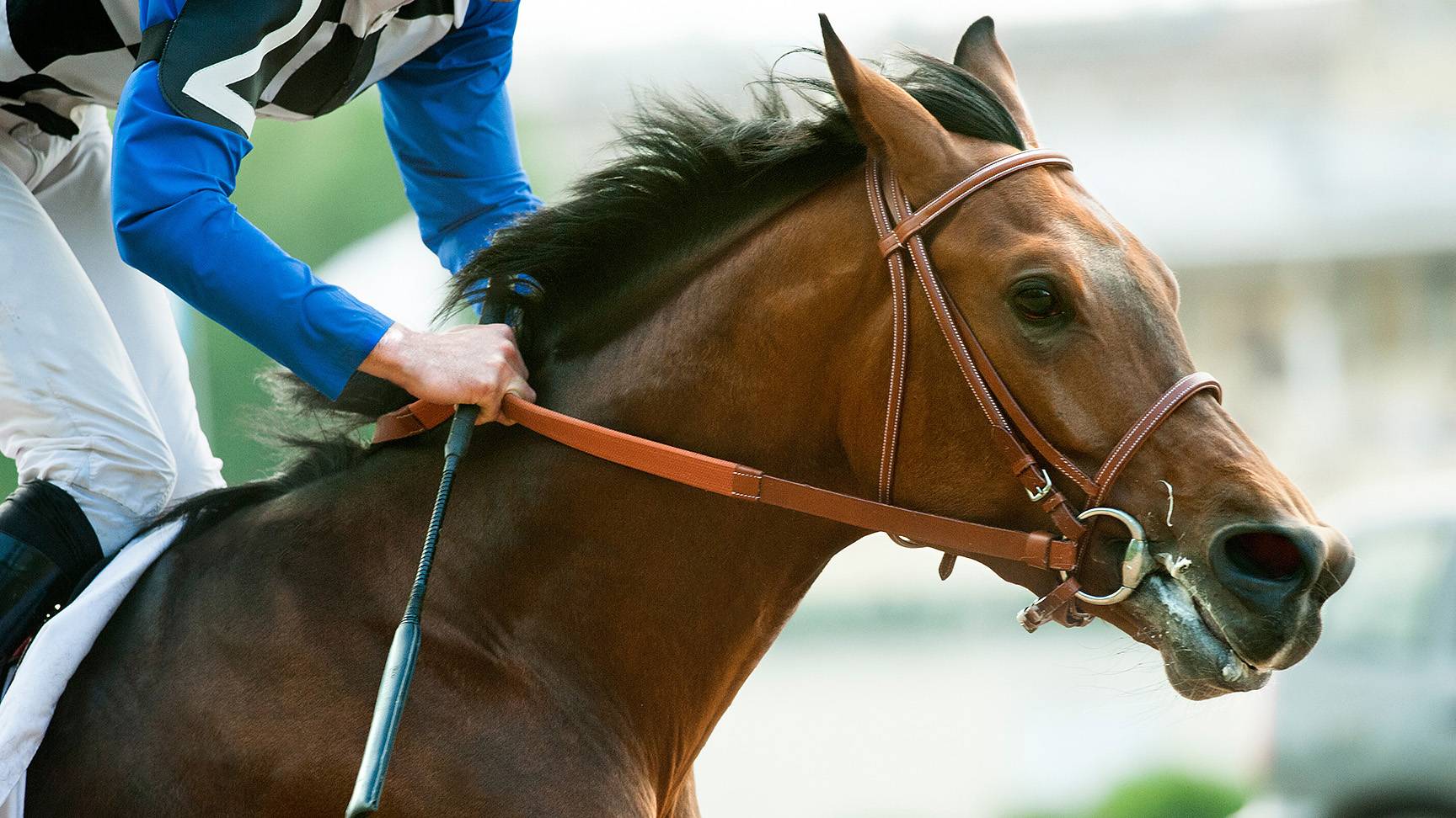 Galloping race horse