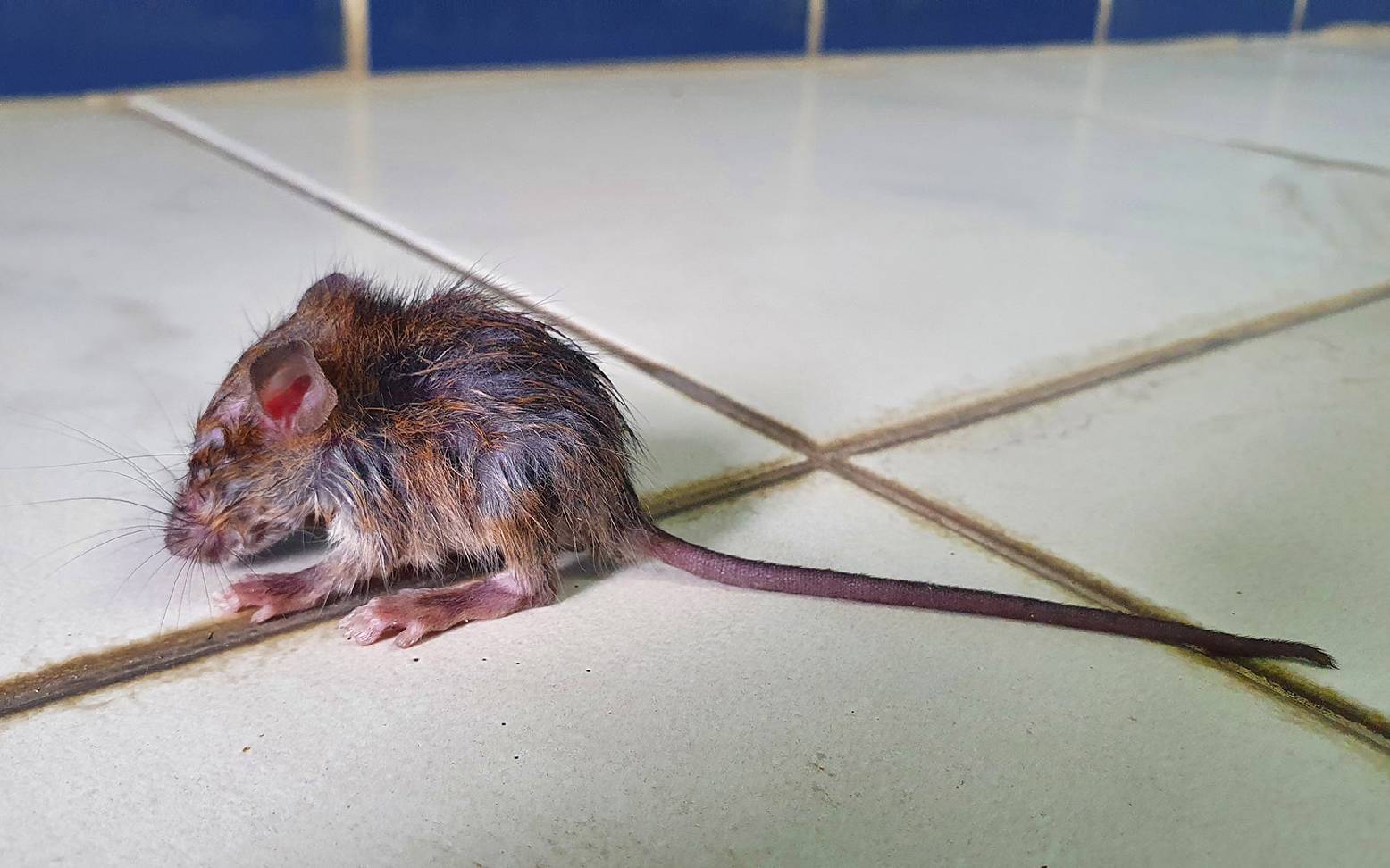 Emaciated rat