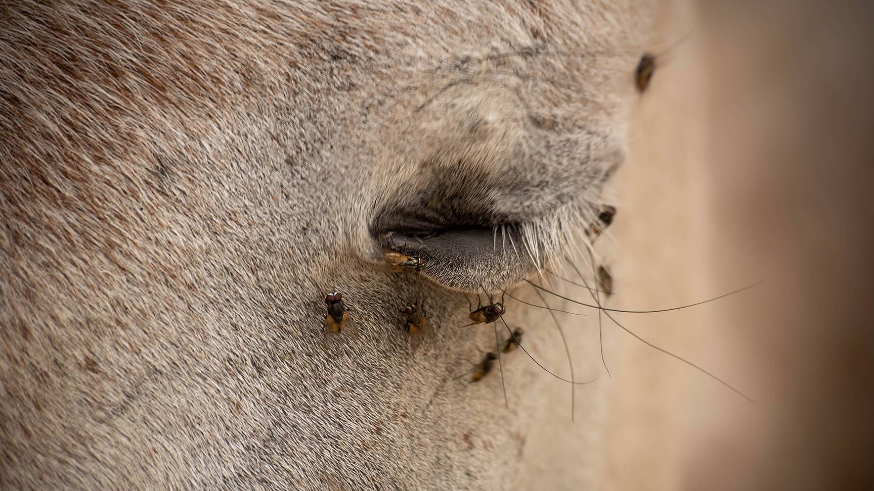 Horse eye with flies