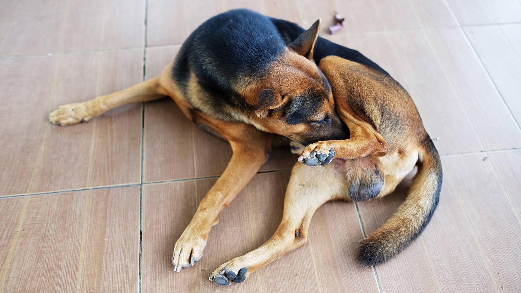 Rüde leckt sich am Penis