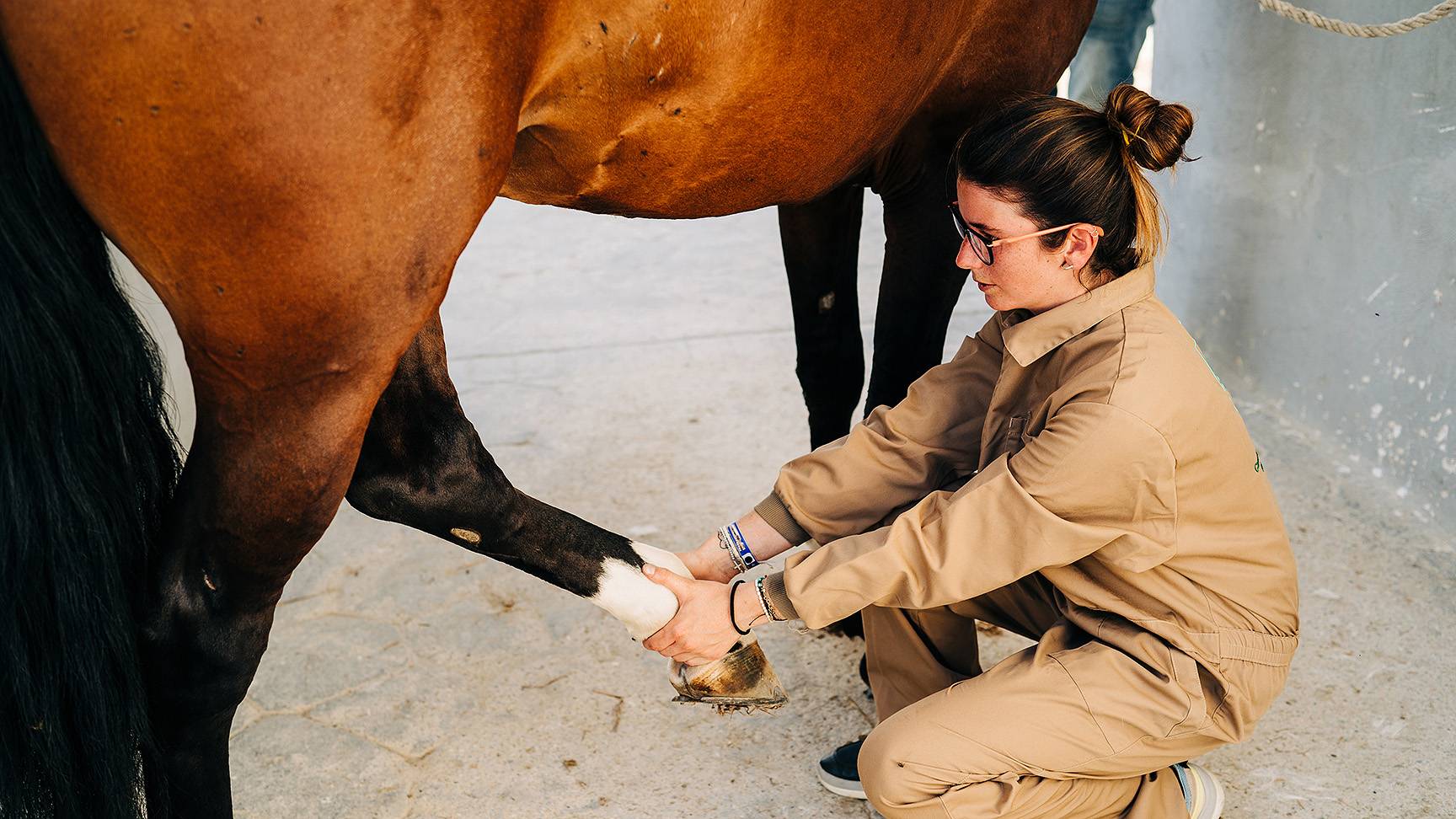 Examination of the horse hind leg