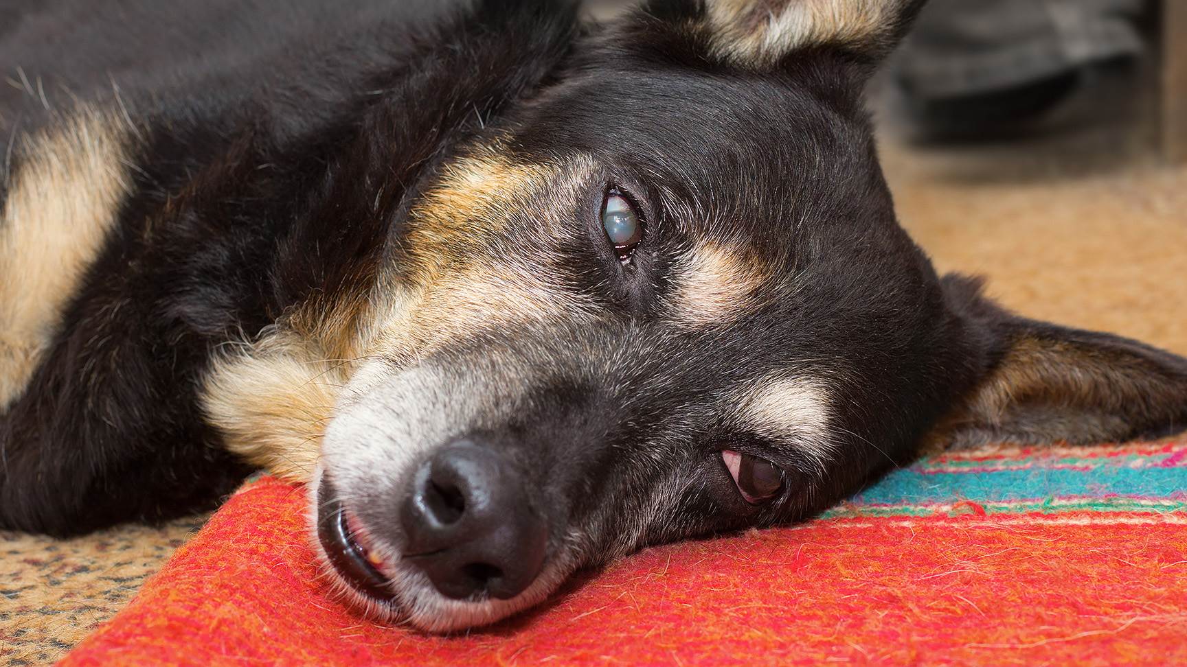 Liegender Hund