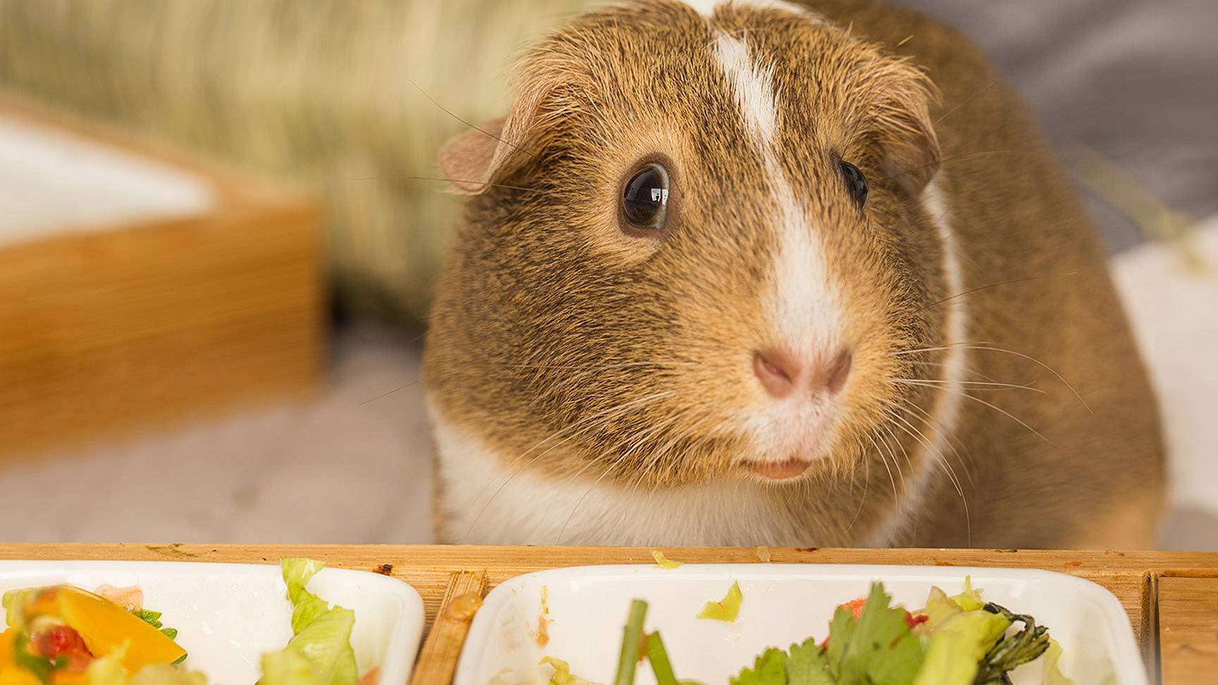 Guinea pig in front of two food bowls
