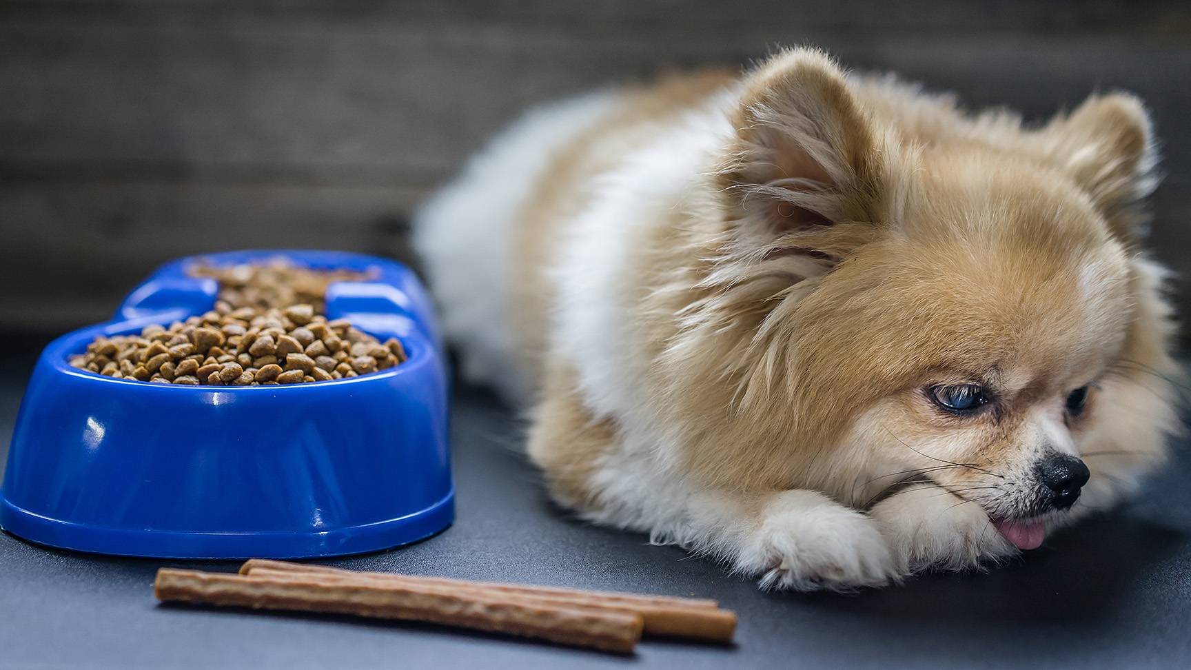 Dog with dog food