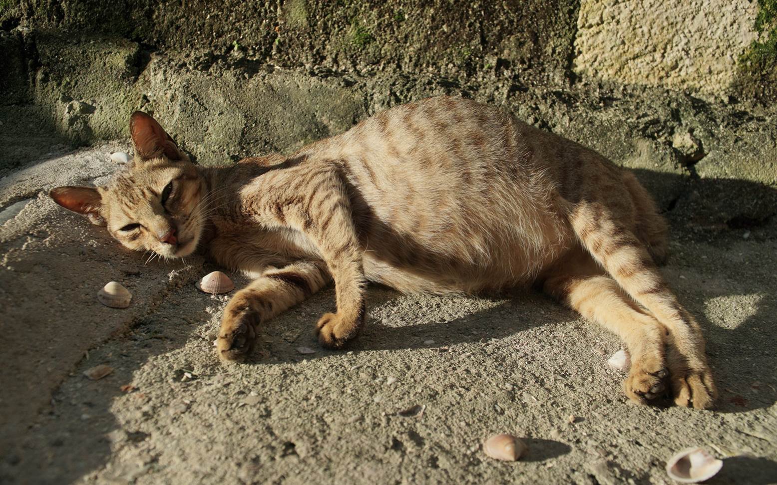 Cat with a big belly