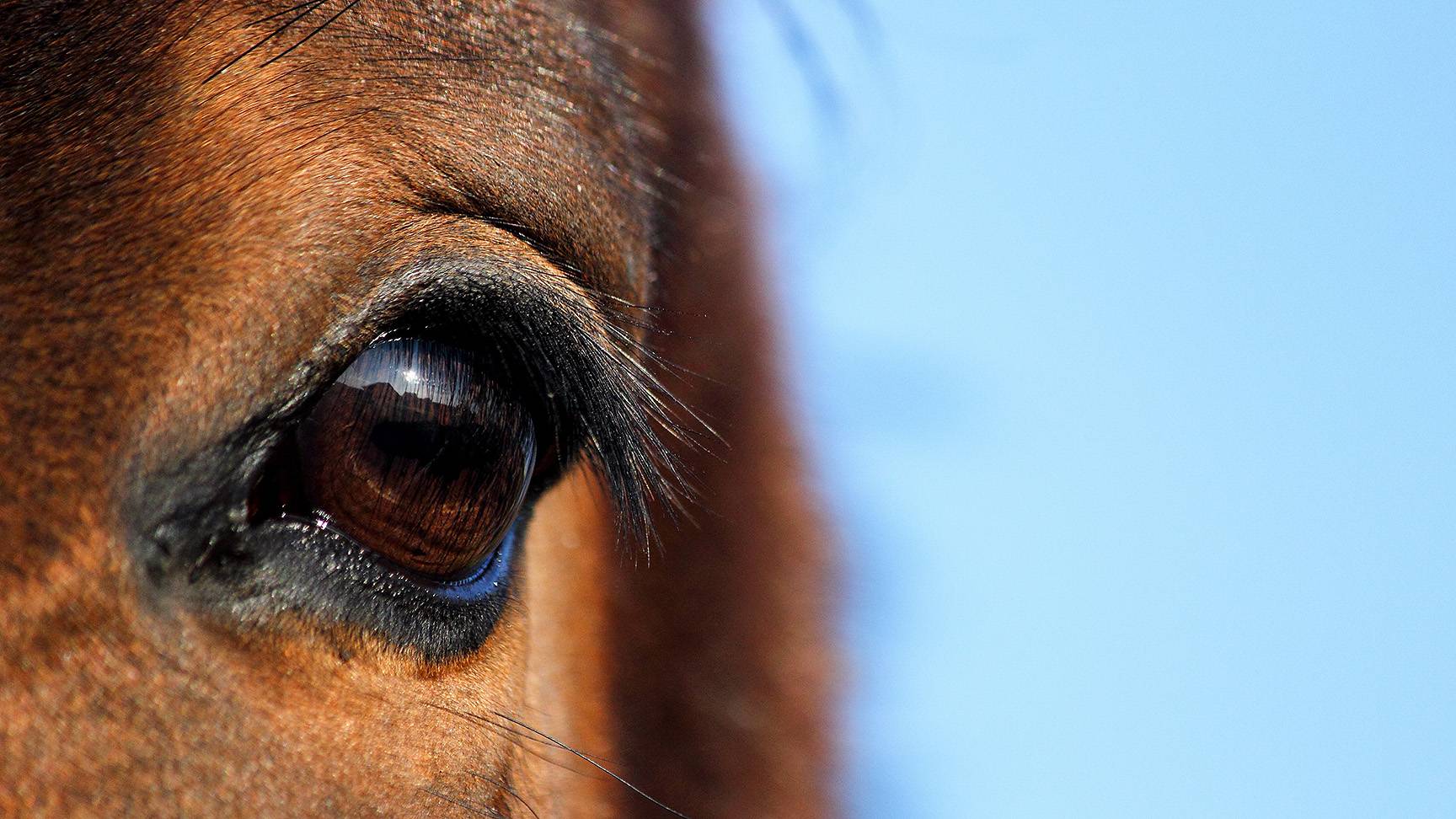 Pferdeauge