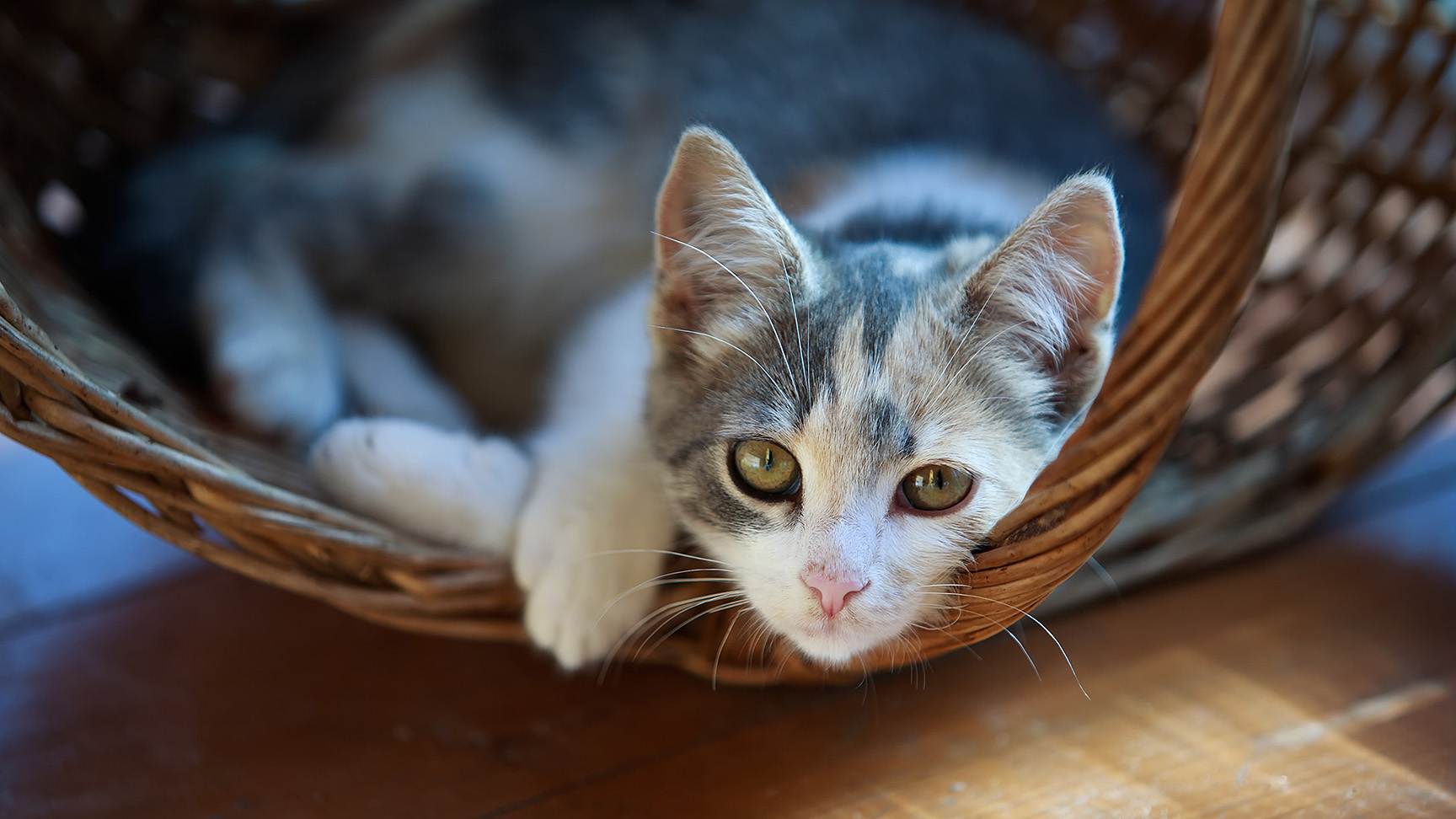 Katze in Körbchen