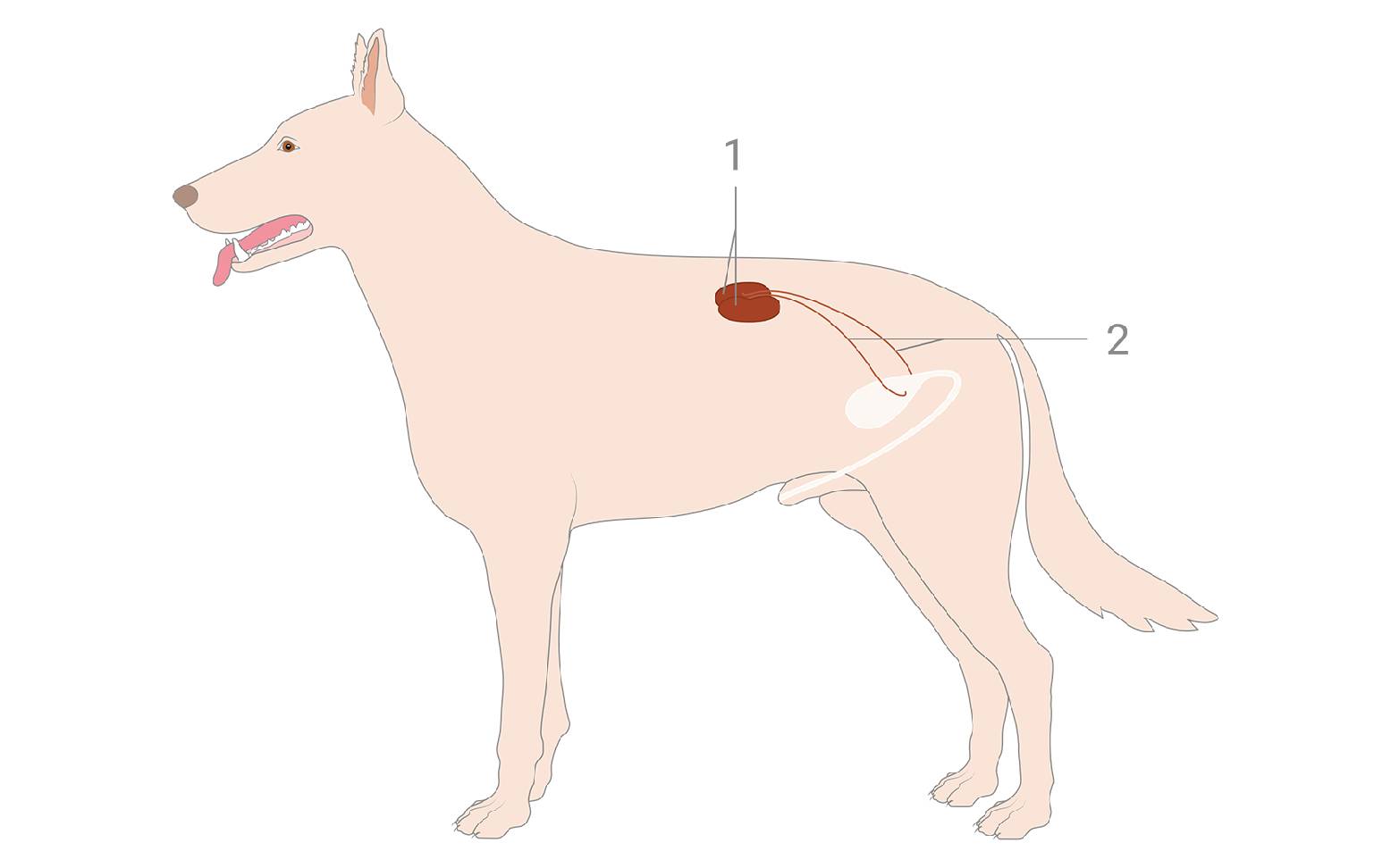 Diagram of the urinary organs in dogs