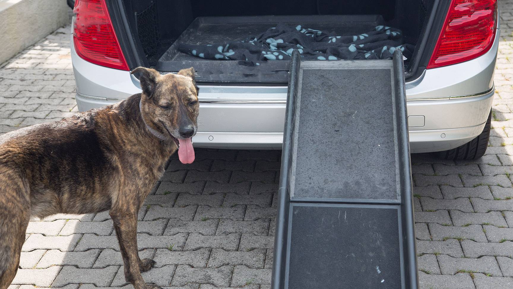 Hund und Autorampe