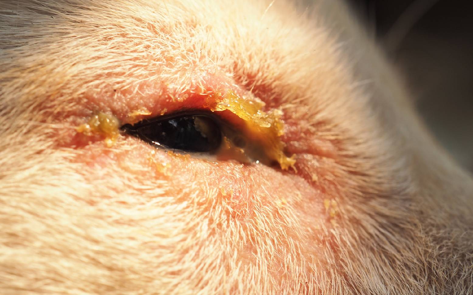 Dog with distemper
