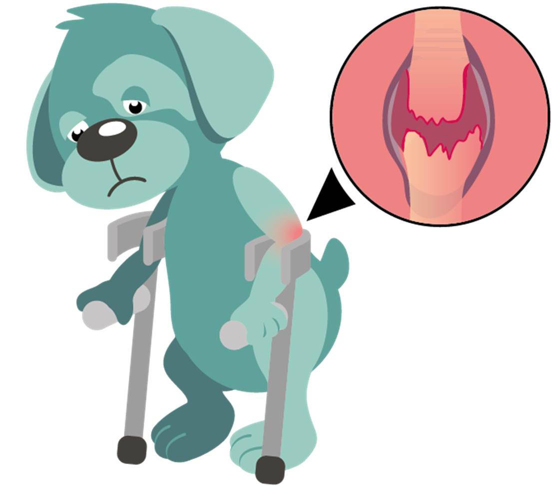 Oskar the dog with arthritis