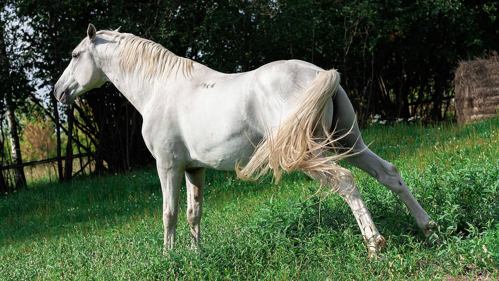 Pferd beim Urinieren