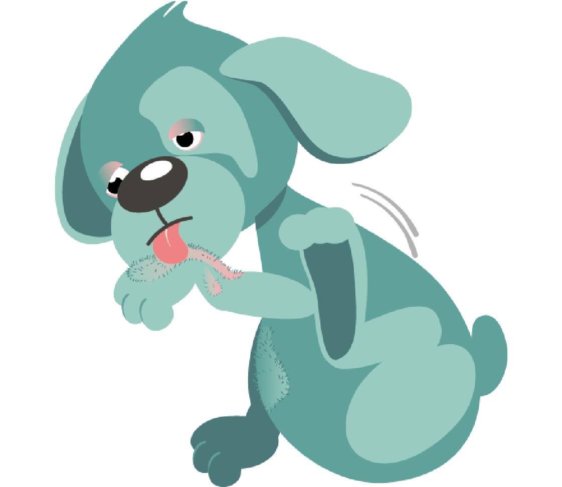 Dog Oskar licks his paw