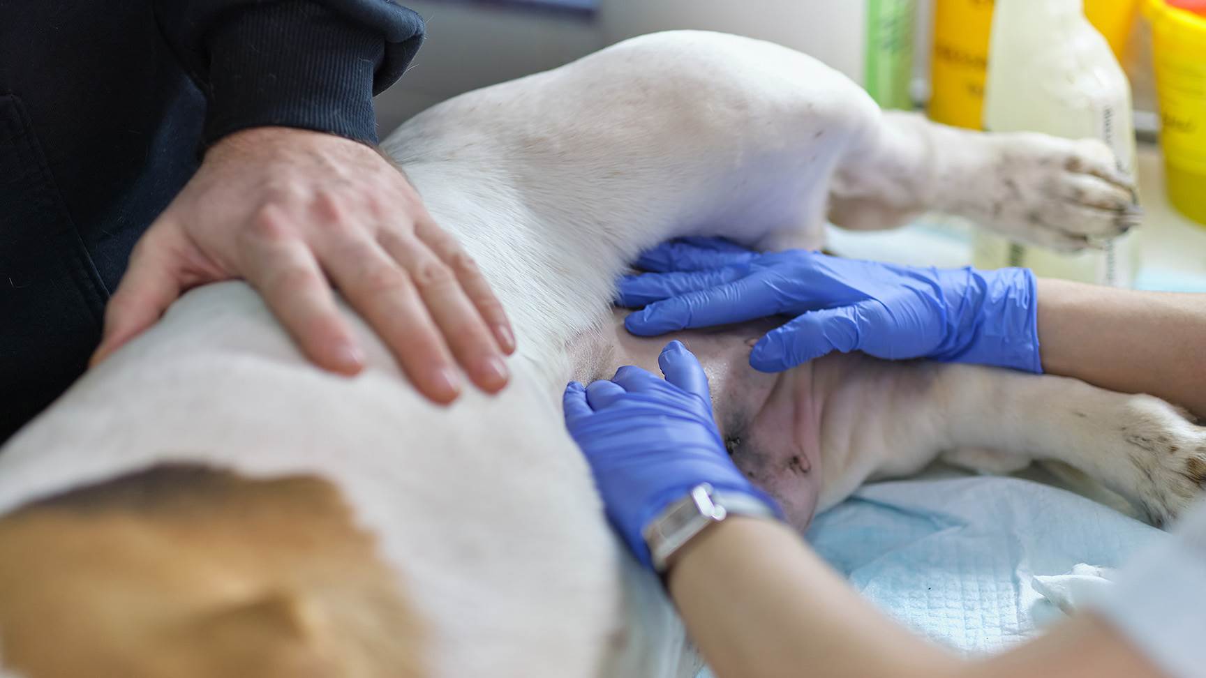 Untersuchung des Bauches von einem Hund