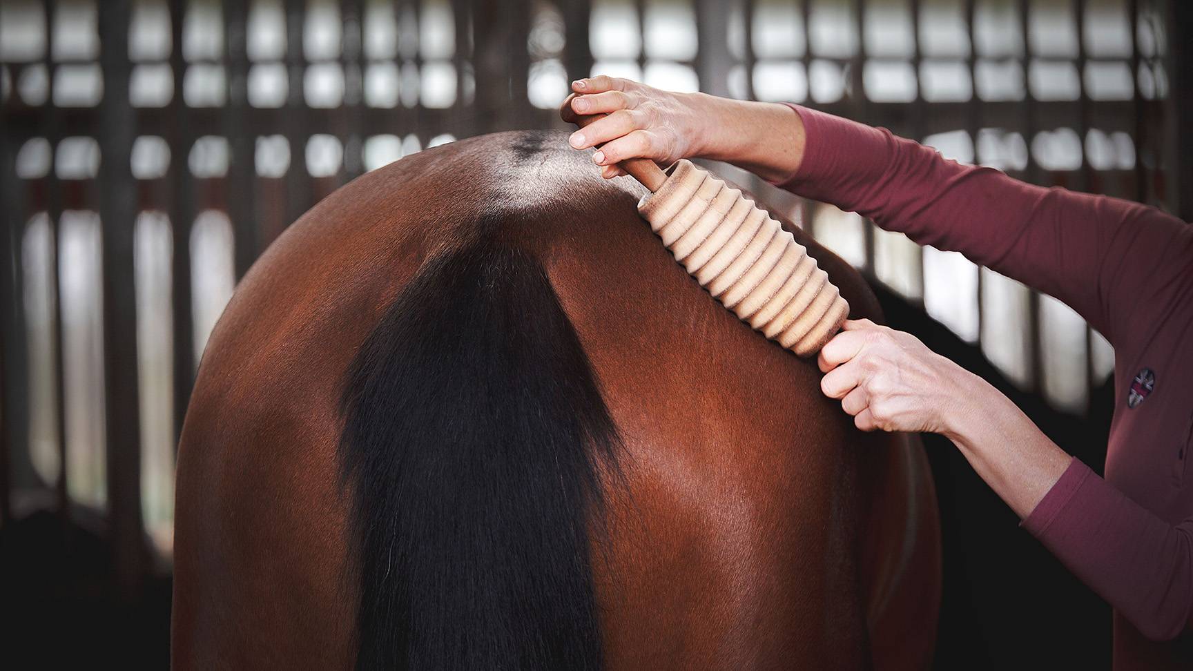 Fascia massage for horse