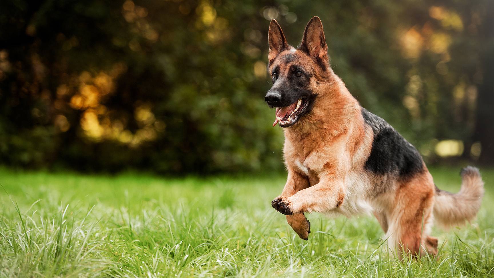 German shepherd dog