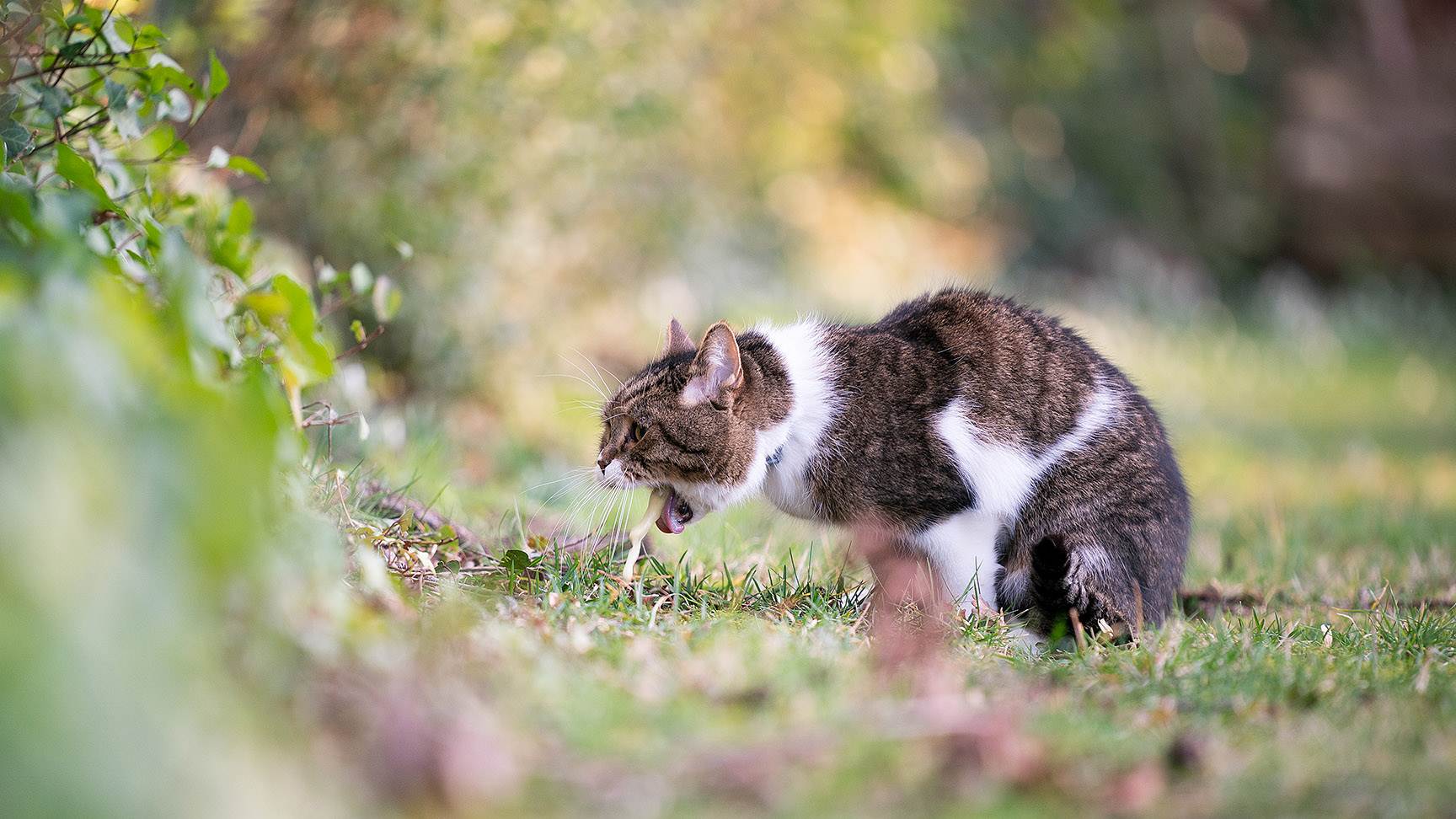 Katze Vomitus