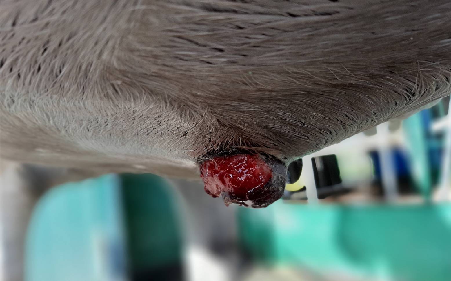 Pferd mit Equinem Sarkoid an Bauchwand
