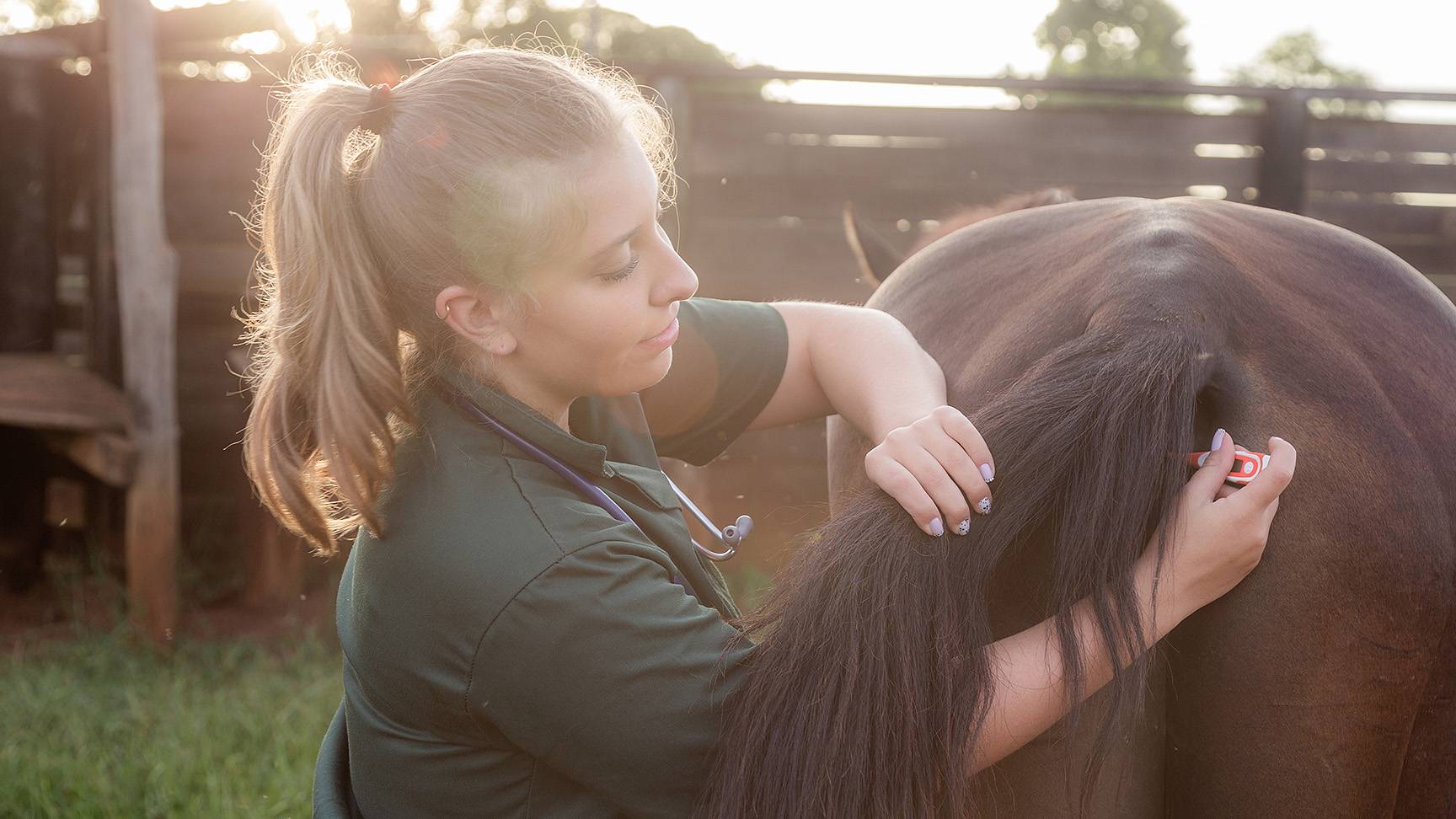 Messung der Temperatur Pferd