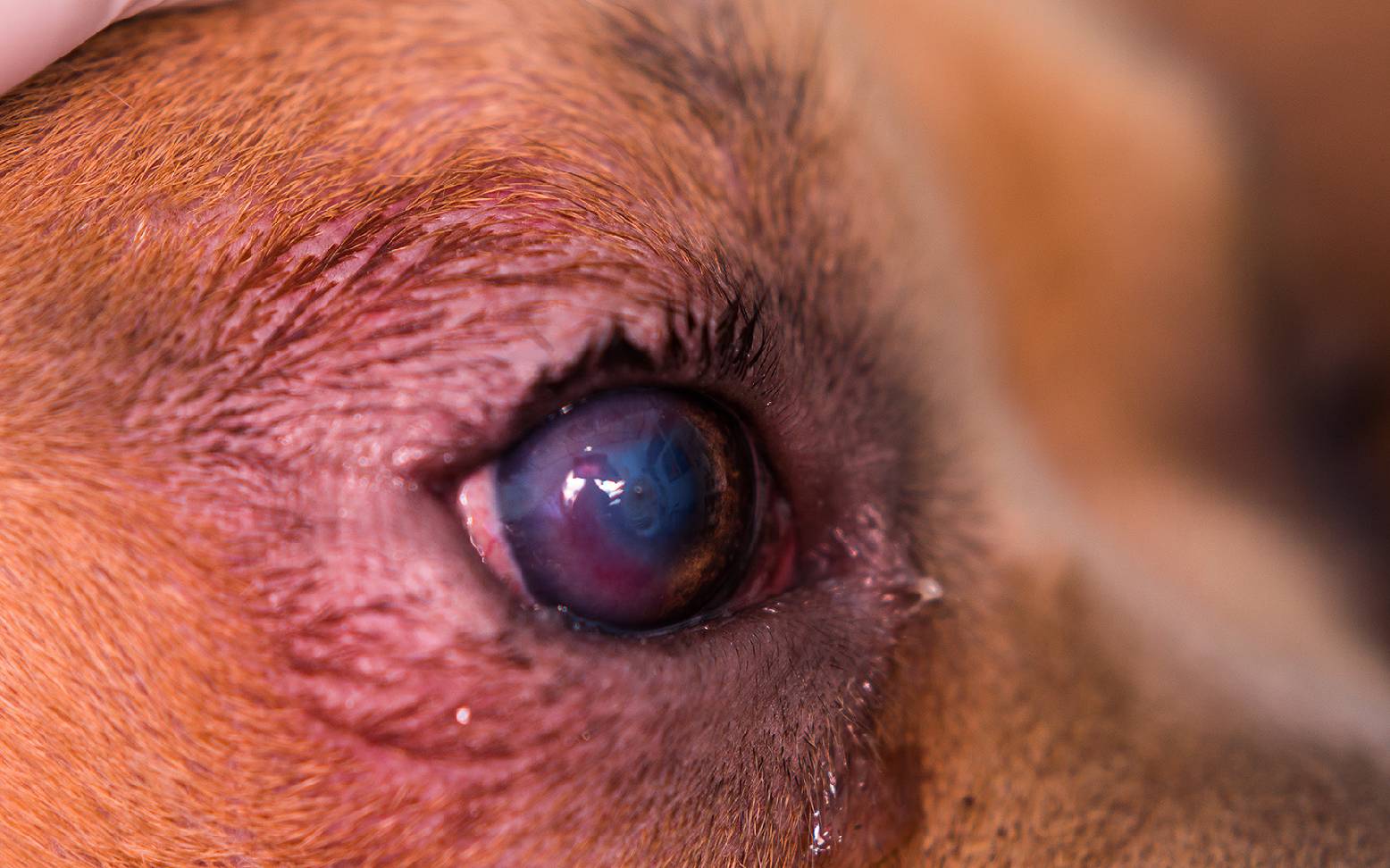 Hund mit Entropium